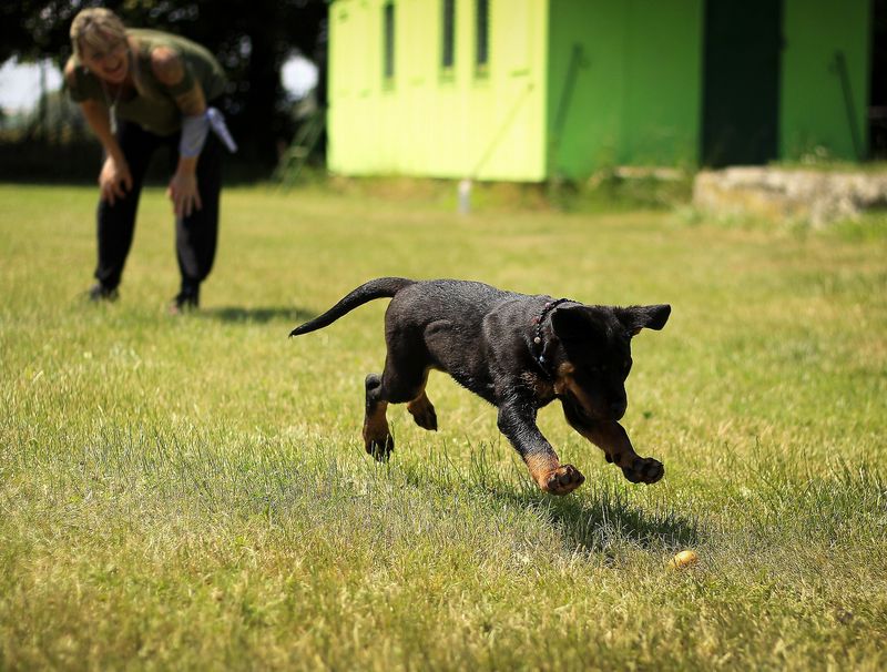 Le chiot et son maître